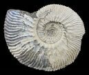 Wide Kosmoceras Ammonite - England #60305-1